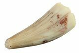 Fossil Amphibian (Apachesaurus) Tooth - Arizona #277124-1